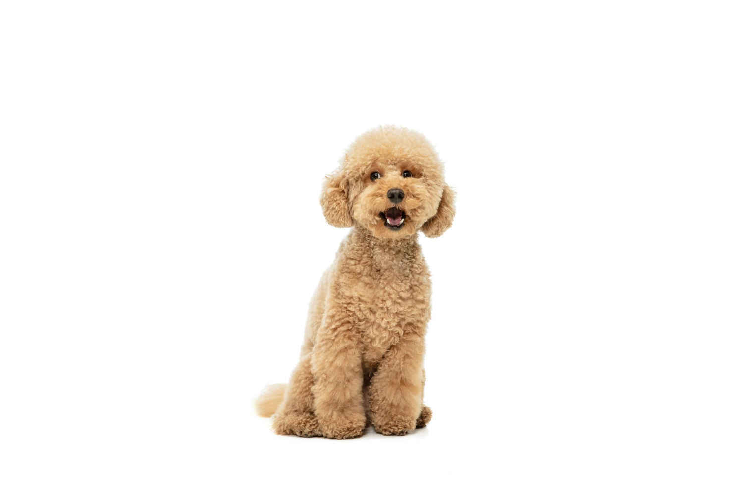 How did you introduce your Poodle puppy to different environments and noises?